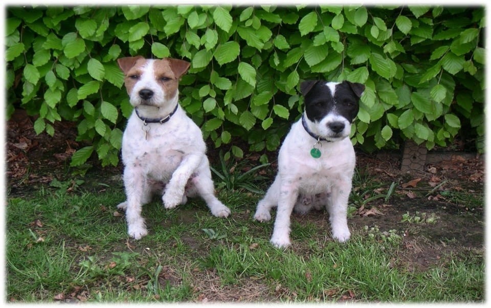Parson Terriers with Sharon Bolt — real dogs behind her proven training system