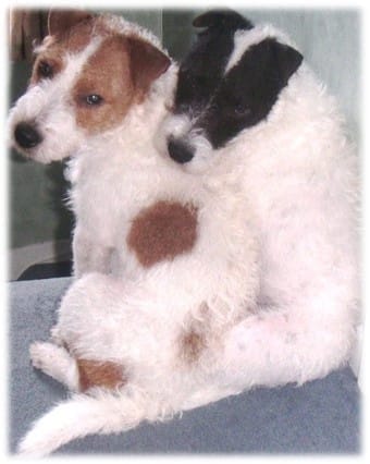 Parson Terrier pair — example of balanced behaviour from Sharon Bolt’s techniques
