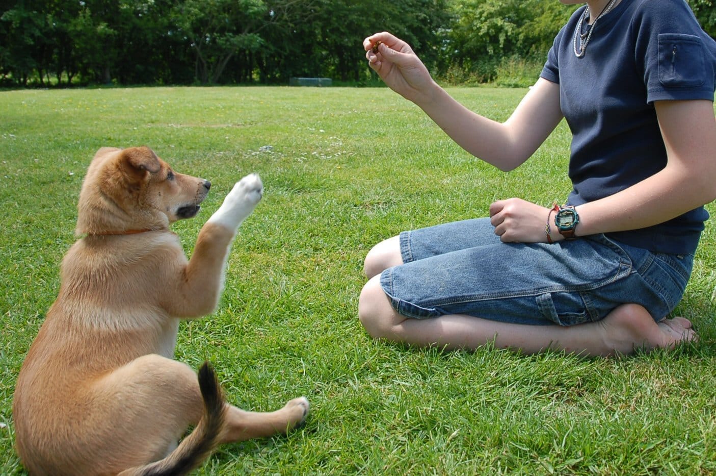 PLR dog training courses bundle — all eight bestselling courses licensed to sell under your brand