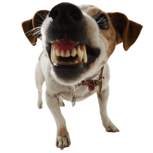 Dog aggression PLR course — step-by-step training to prevent dog attacks and reactive behaviour