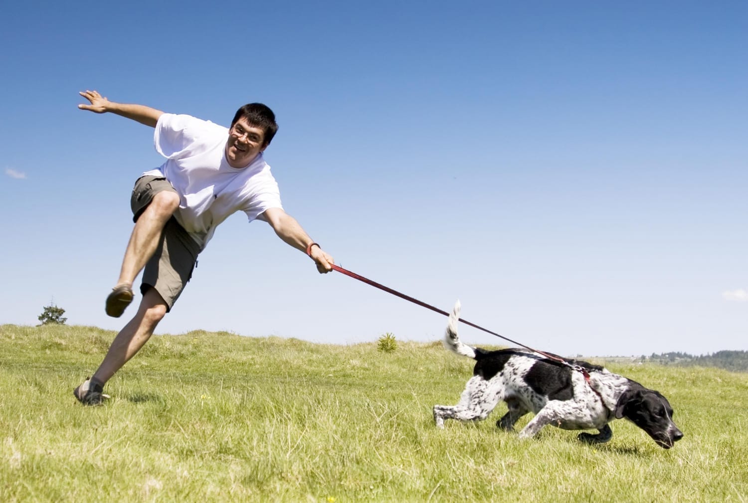 Rescue dog out on daily walk and training