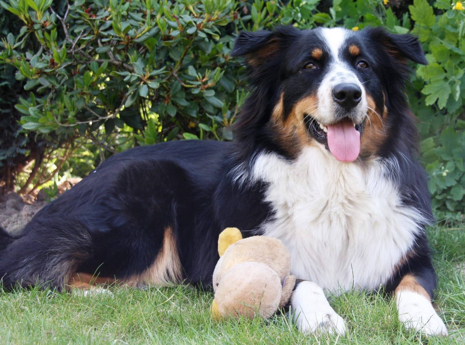 Rescue dog relaxing comfortably in a home garden