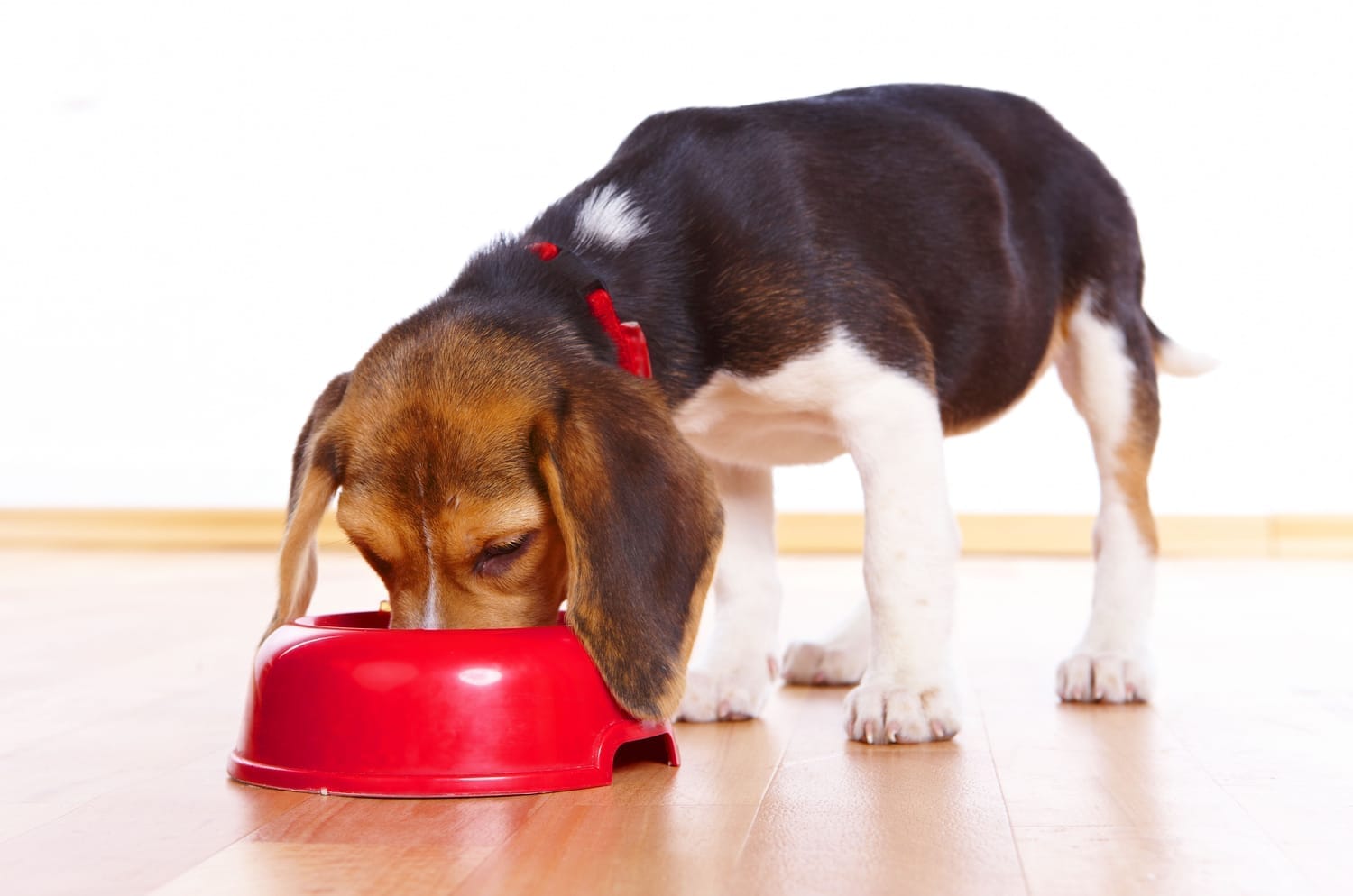 Cost of caring for a rescue dog – food and essentials