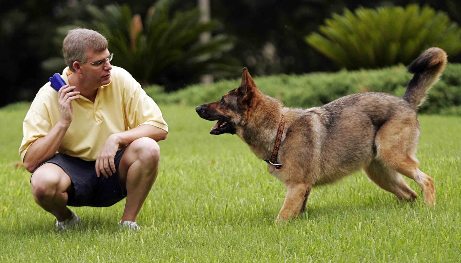 Rescue dog being gently reassured by owner