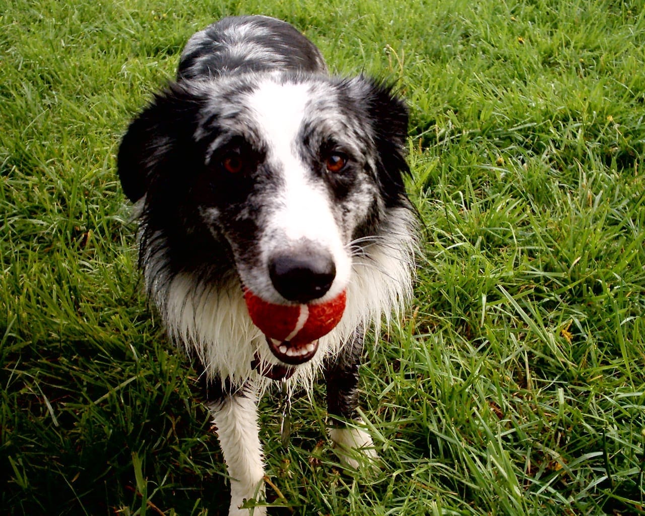 Rescue dog settled and relaxed at home with his ball – 3–3–3 rule