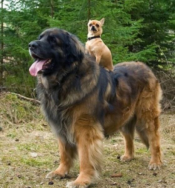 Gentle giant rescue dog with small dog on their back