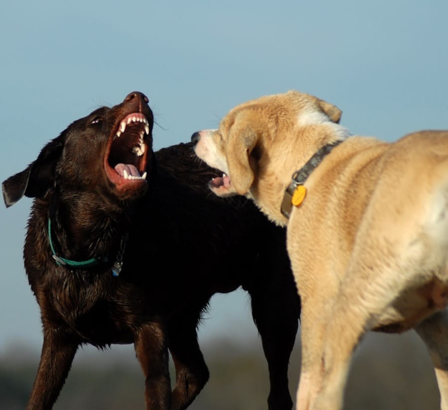 Dog aggression PLR course — step-by-step training to prevent dog attacks and reactive behaviour
