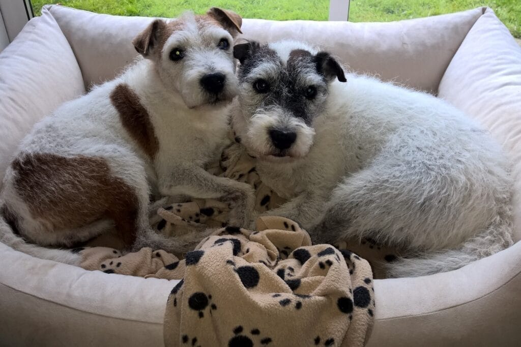 Sharon Bolt's Parson Terrier dogs