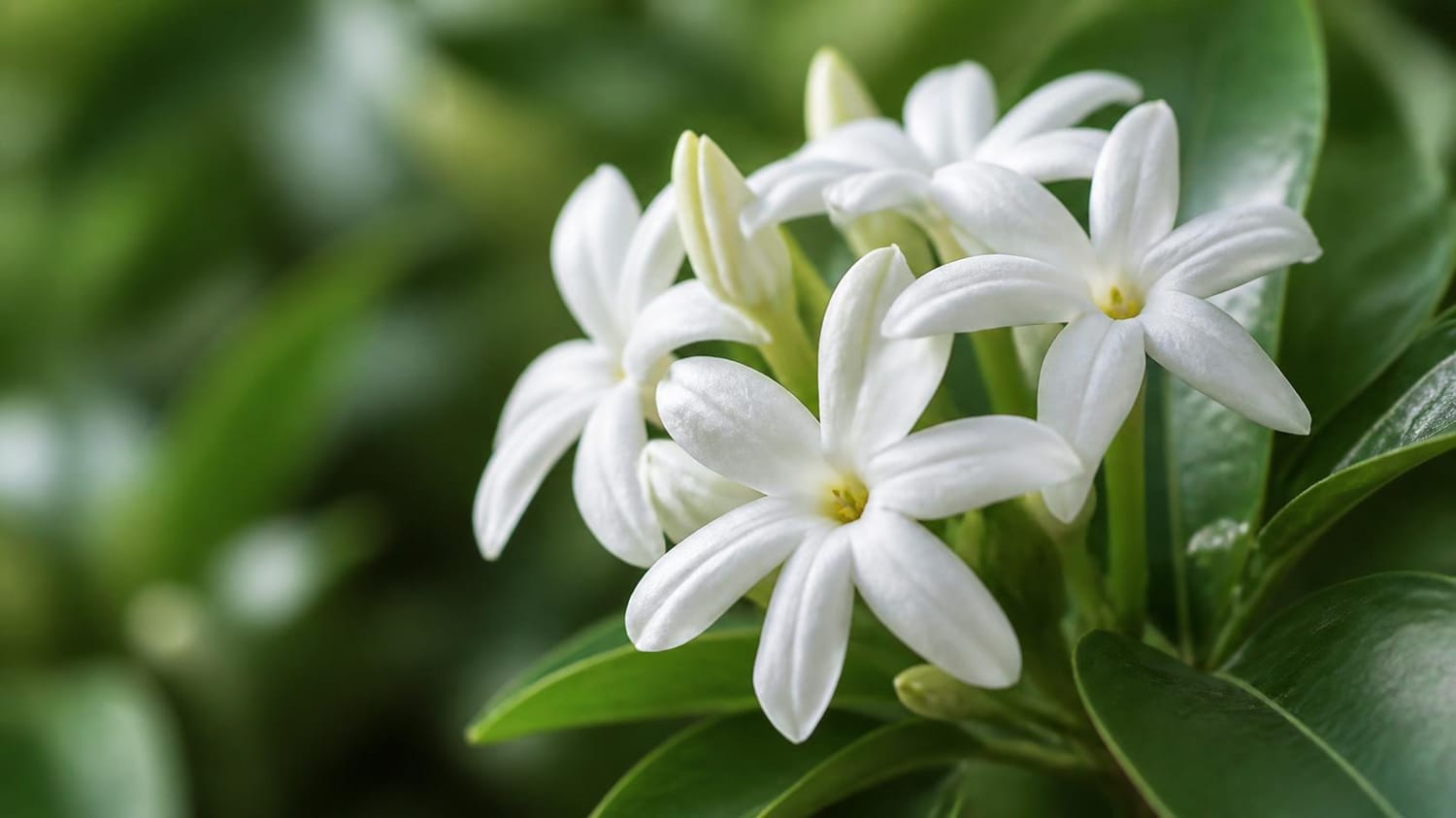 Jasmin de Grasse Les Rituelles de Lunadhya