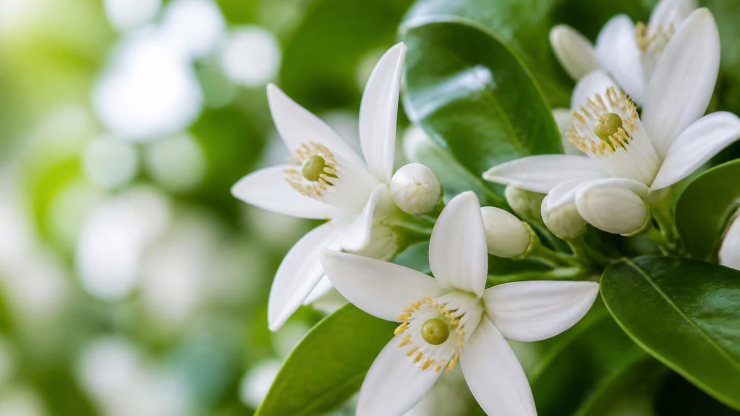 Fleur d'Oranger et Néroli Les Rituelles de Lunadhya
