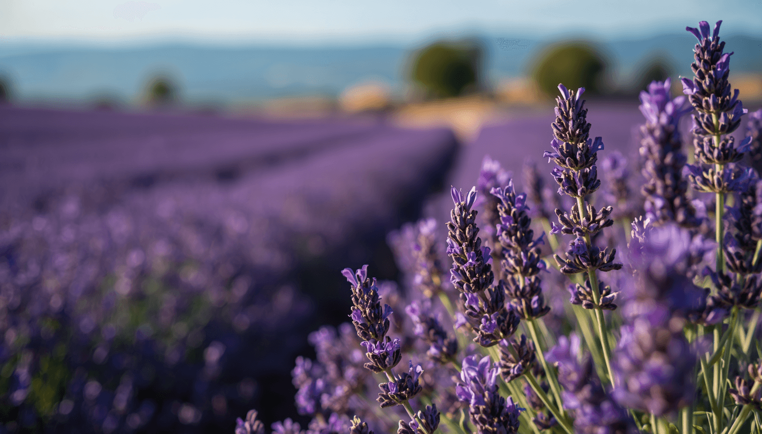 Plantes Aromatiques Lavande Romarin Les Rituelles de Lunadhya