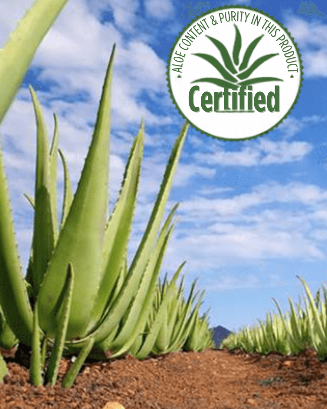 Culture bio d'Aloe Vera au Mexique et certification IASC - Les Rituelles de Lunadhya