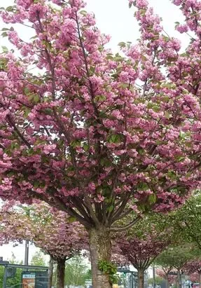 Arbres en fleurs Sakura (cerisiers japonais) au vélodrome de Vandœuvre-lès-Nancy (secteur Lycée Callot).