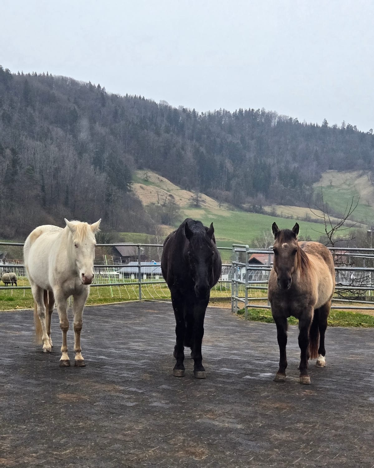 die 3 Herren vom grossen Stall