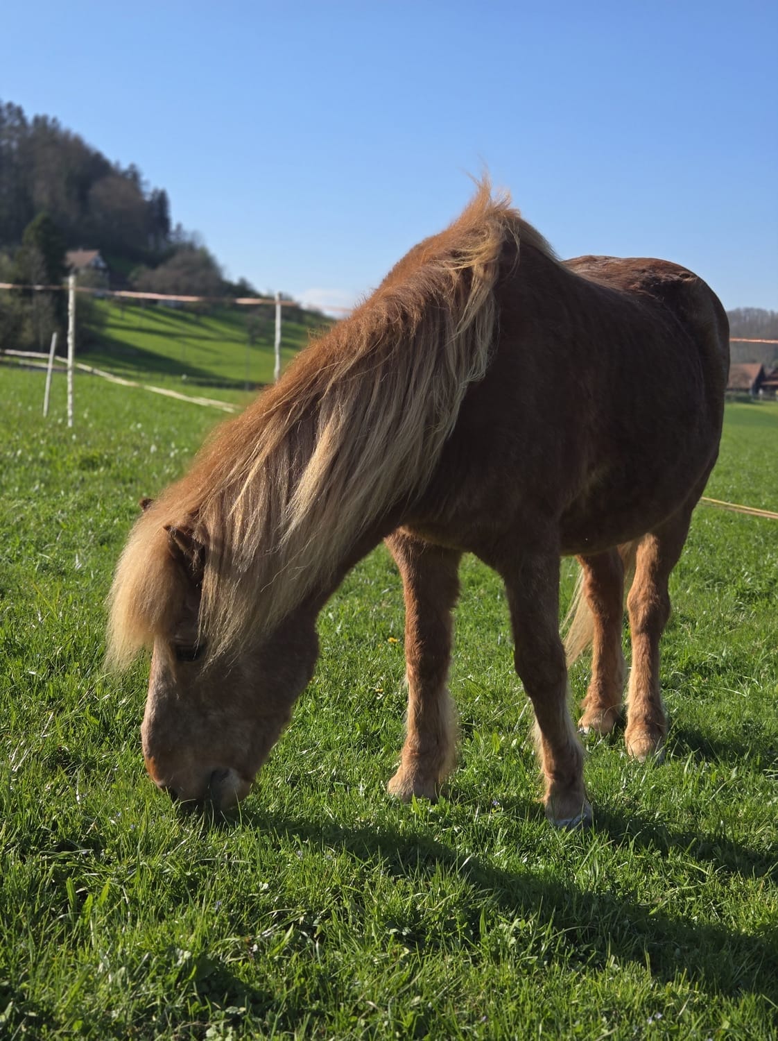 ein Isländer friedlich auf der Weide