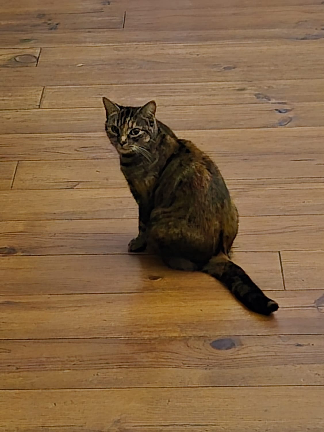 unsere Katze erwartet mich schon