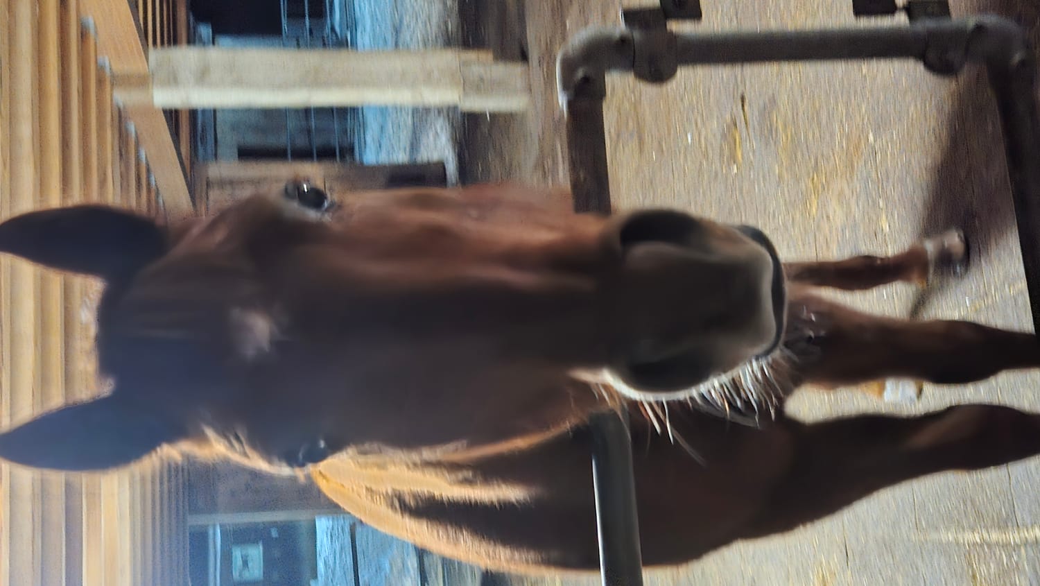 nach Guetsli fragend