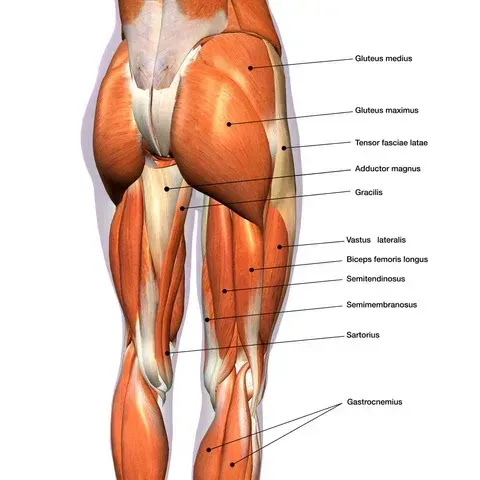 Anatomy Basics for Pilates Instructors