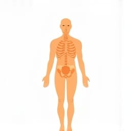 human chart