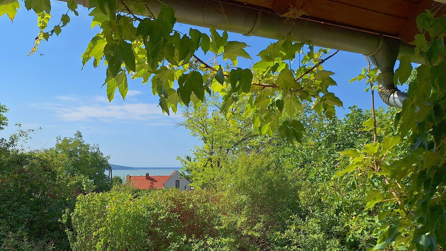 The veranda of Vadszőlő – Wild Grape guesthouse in Badacsonyörs, covered with wild grape vines offers a view of Lake Balaton