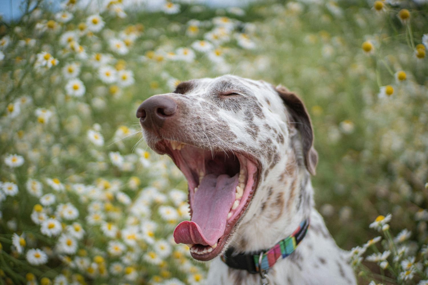 perro bostezando