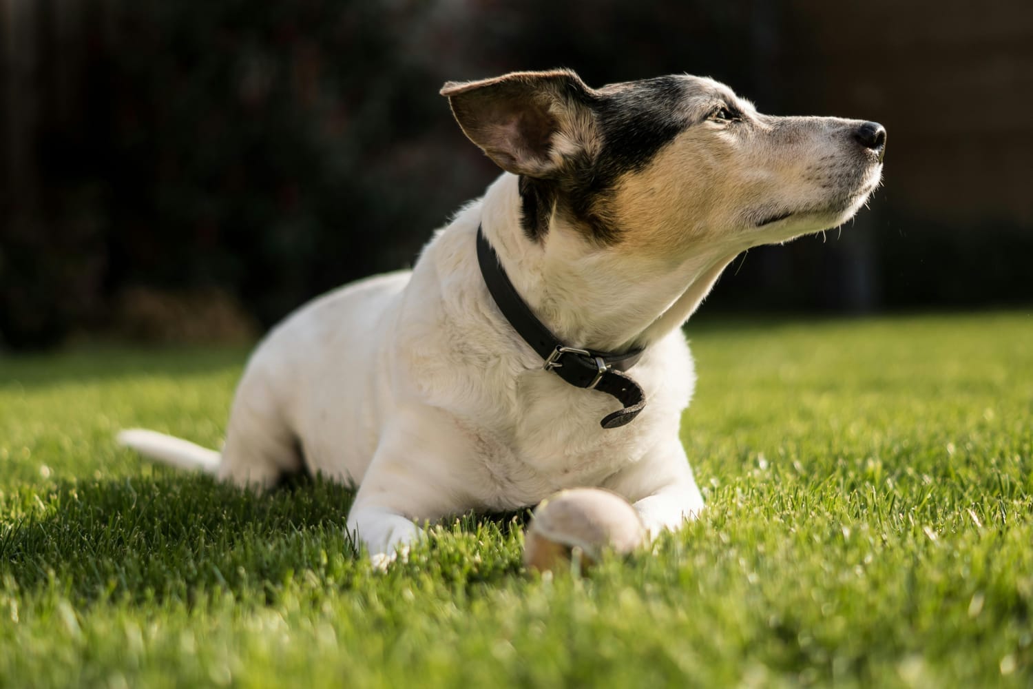 perro girando la cabeza