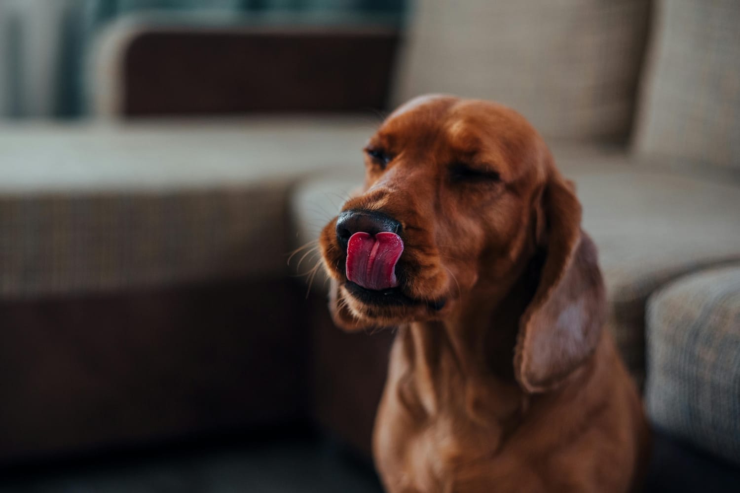 perro lamiéndose el hocico