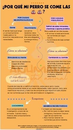 causas de la coprofagia en perros