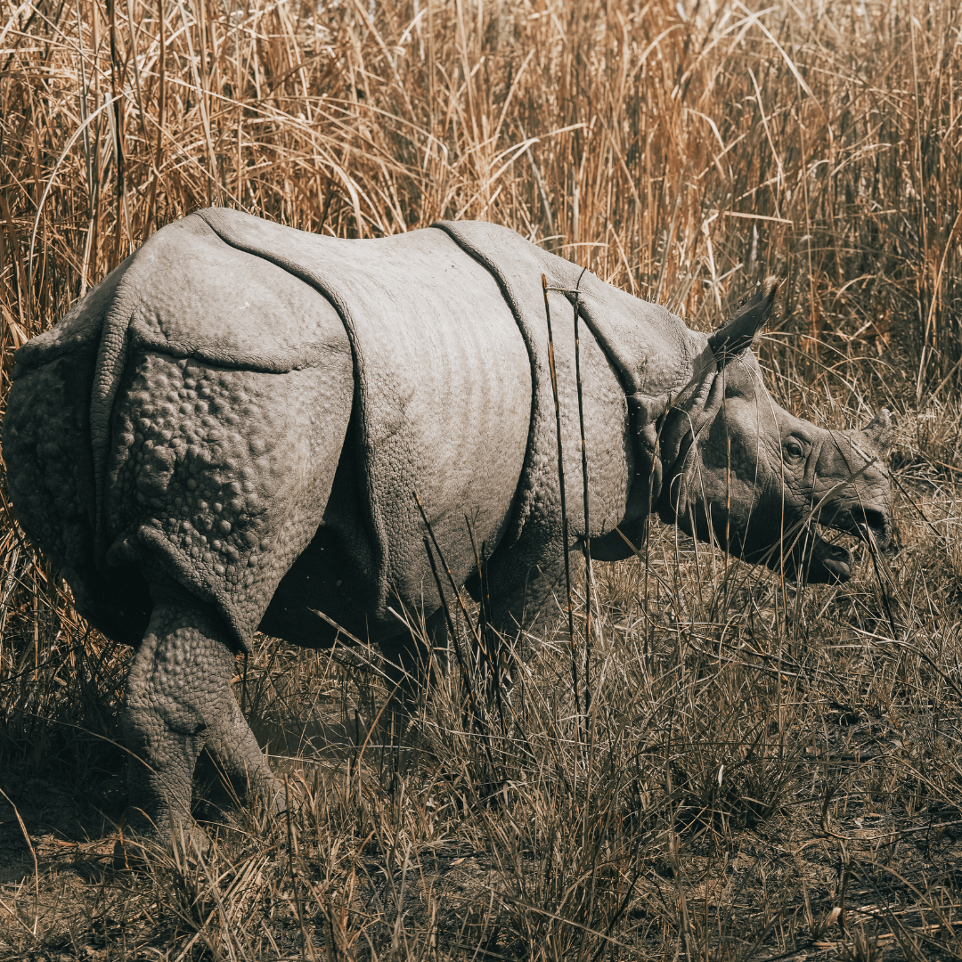 Safari à Chitwan