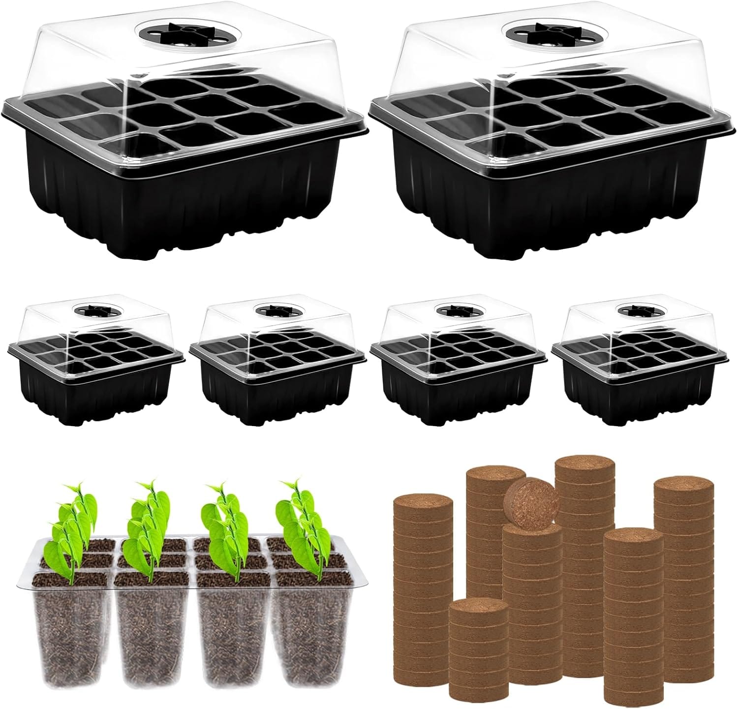 Seedlings trays