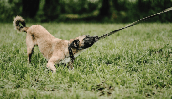 How to Stop a Dog From Pulling on Leash: 7 Effective Training Methods for Even Reactive Dogs