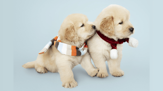 15 Golden Retriever Day Care Tips Every Owner Must Know