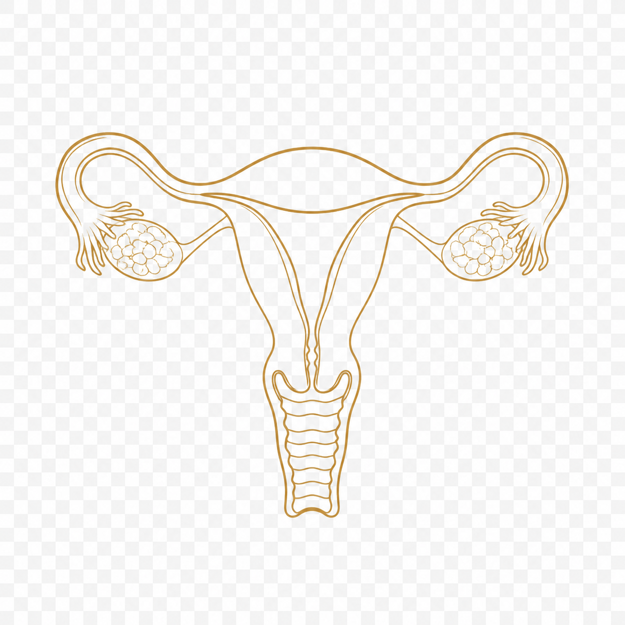 Ciclo menstrual