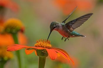 Hummingbird pollinating an orange Mexican sunflower in a garden