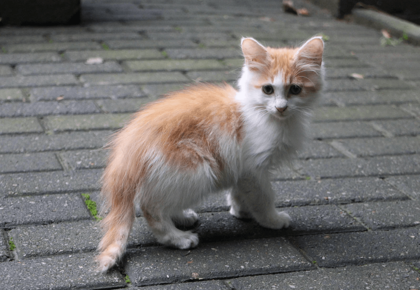 Chat chien errant que faire