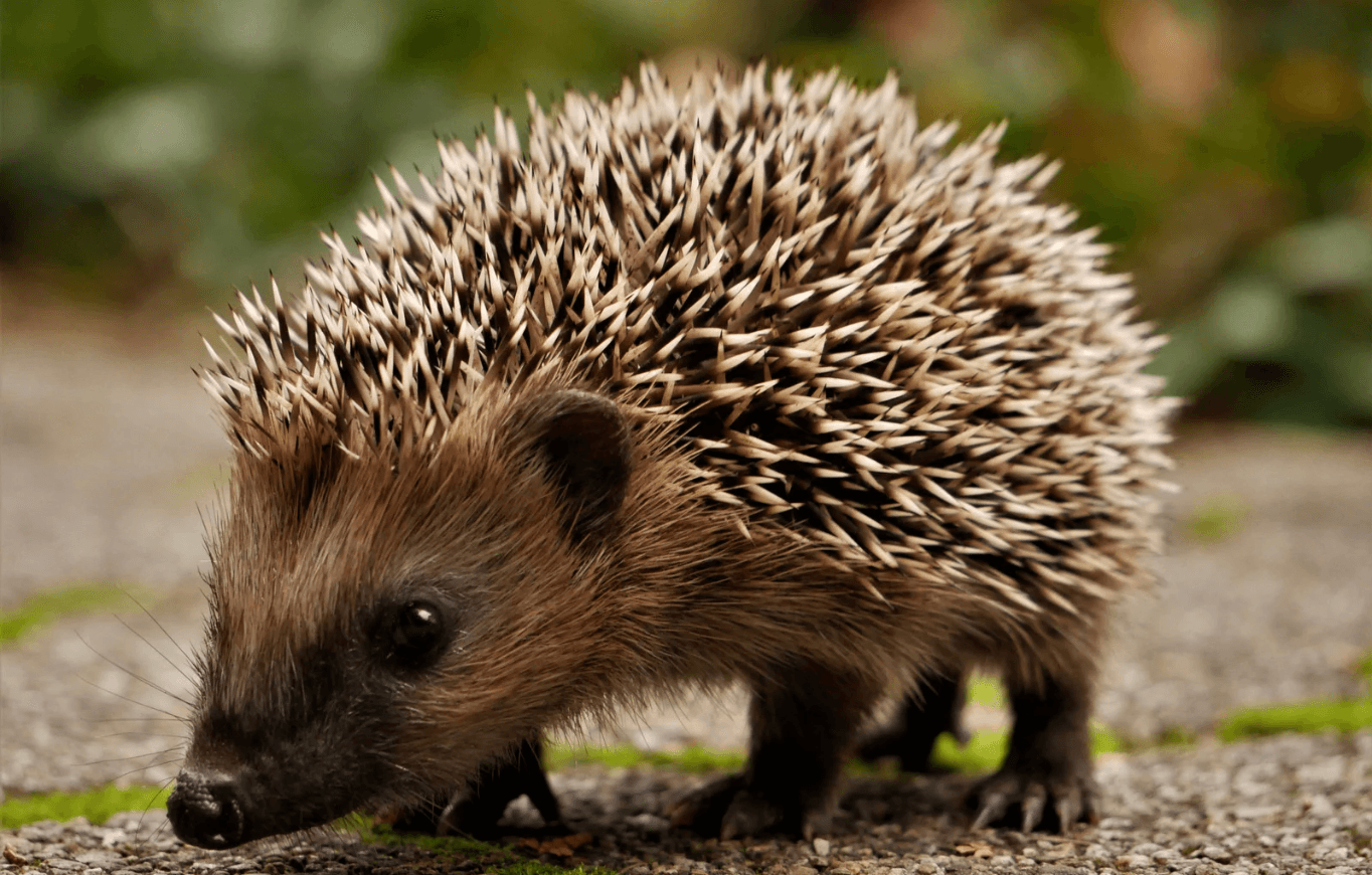 hérisson blessé que faire