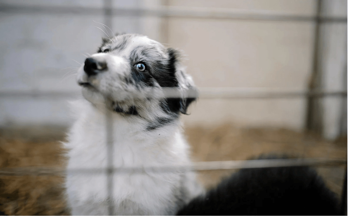 Perte chat chien que faire