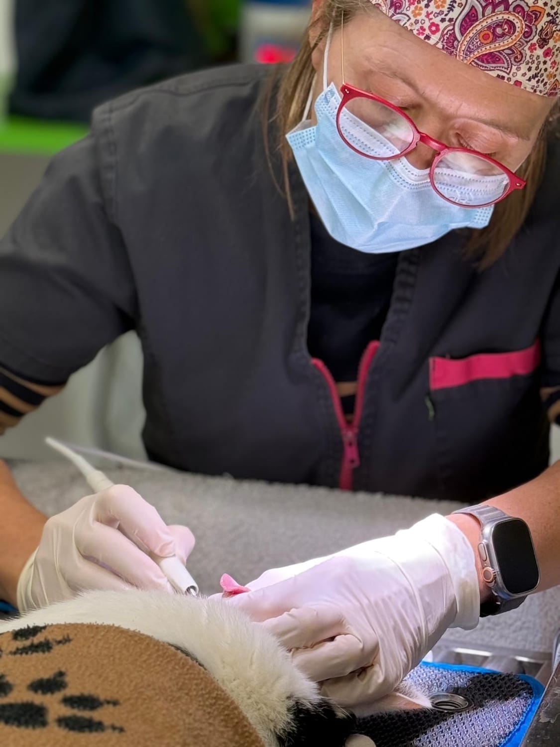 Détartrage chat Elven Stéphanie Coupel