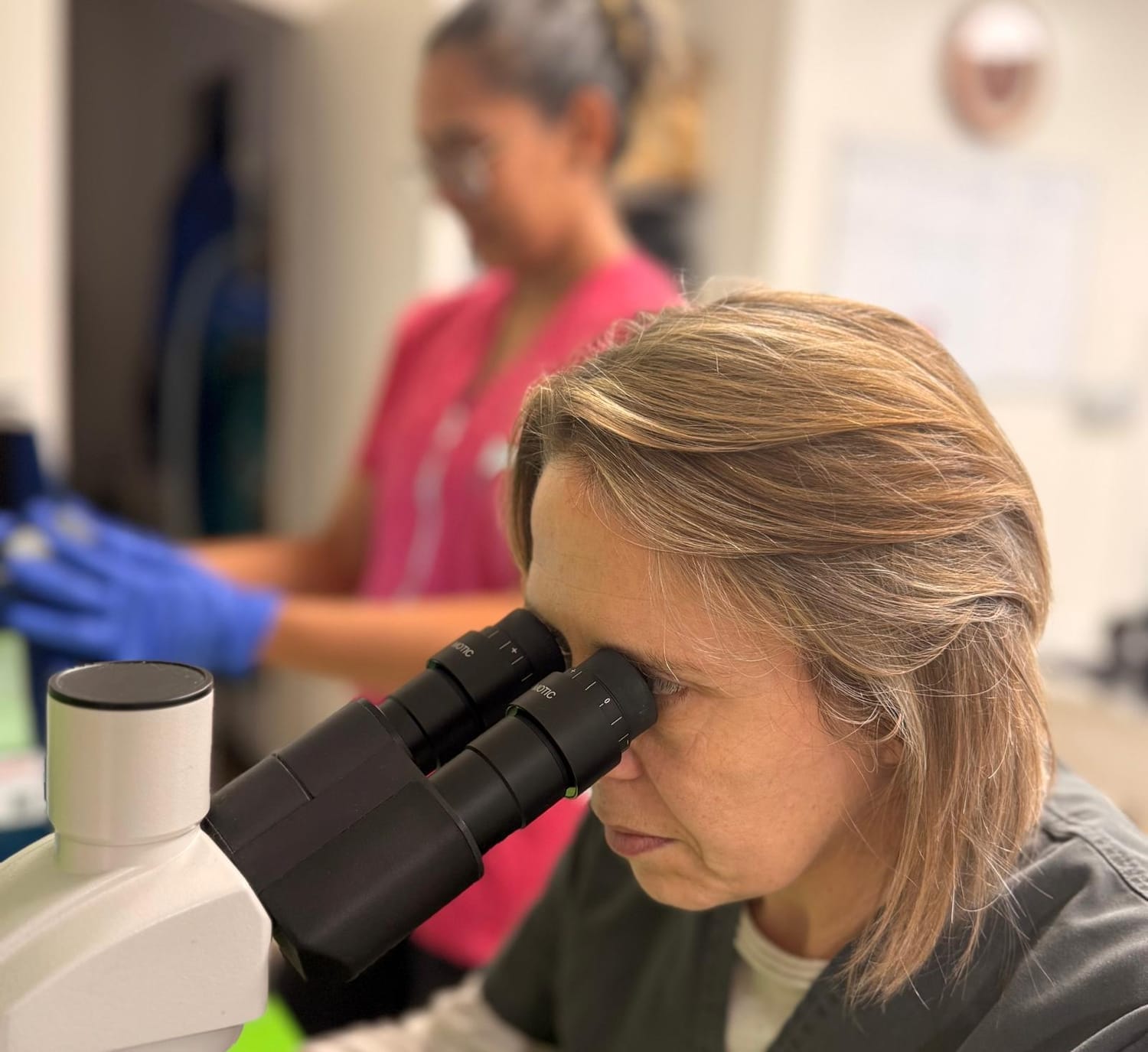 Analyse sang et urine vétérinaire Elven