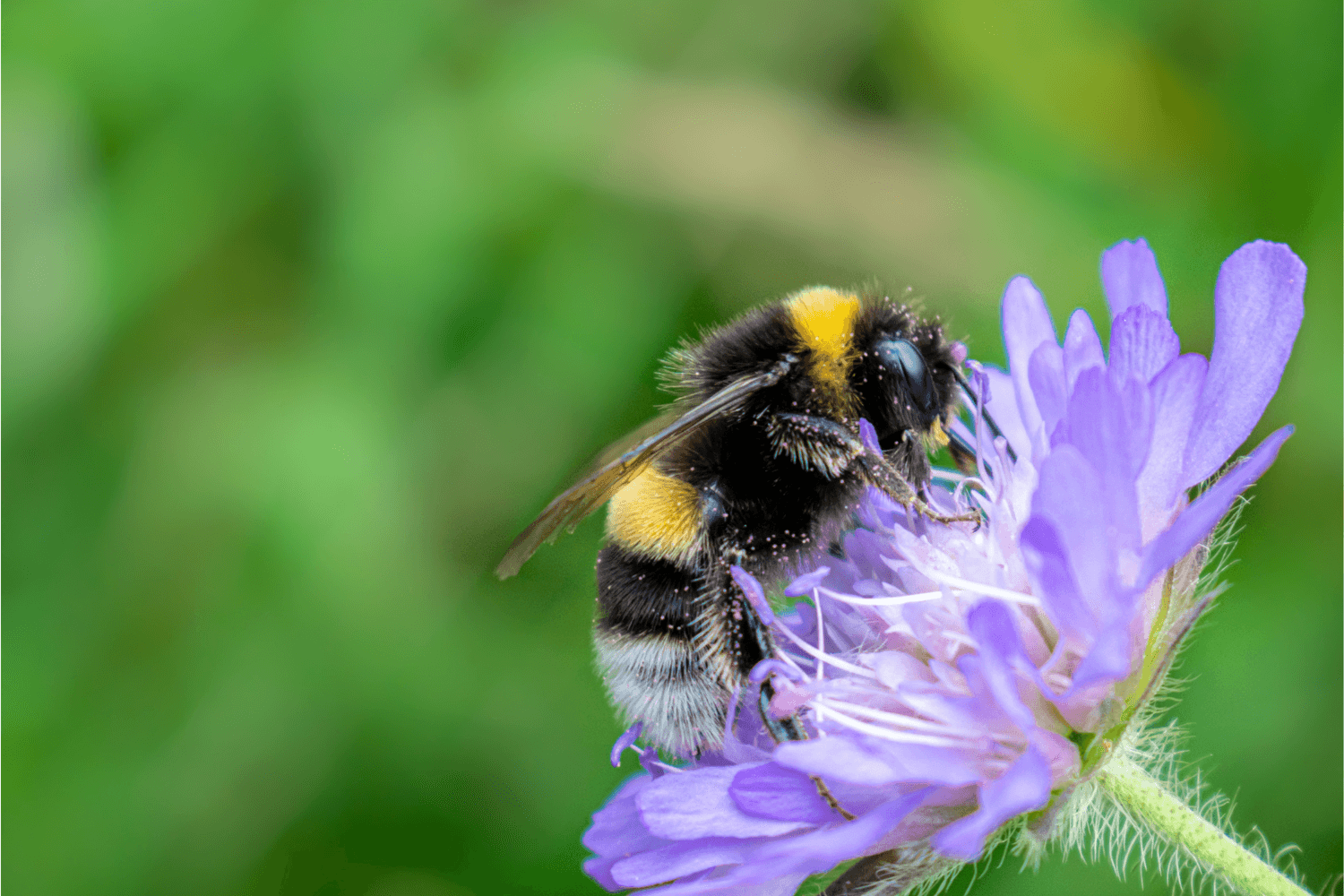 Engagement écologique