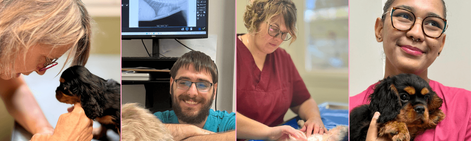 Equipe vétérinaire Elven