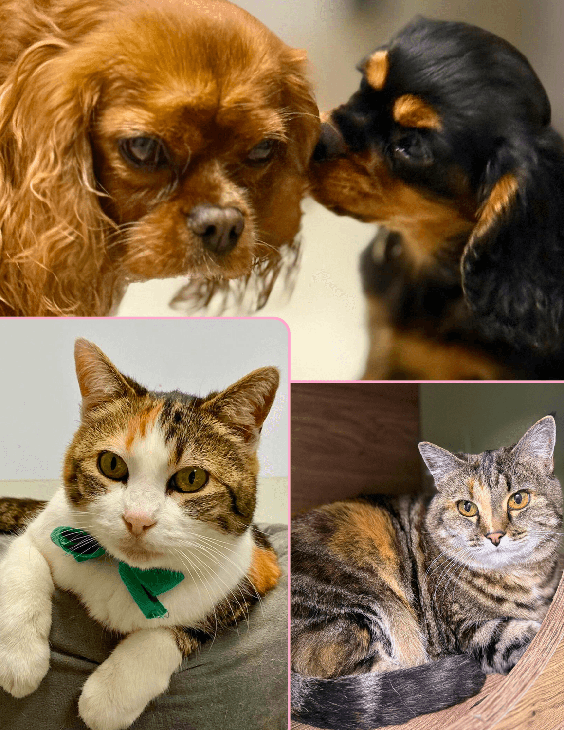 Clinique vétérinaire chat chien Elven