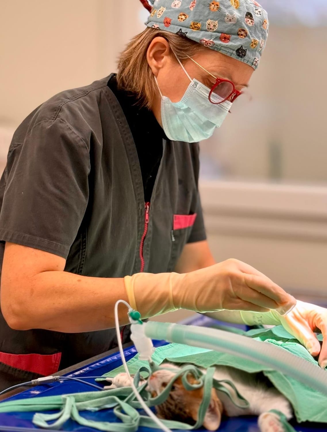 Ovariectomie chatte Stéphanie Coupel