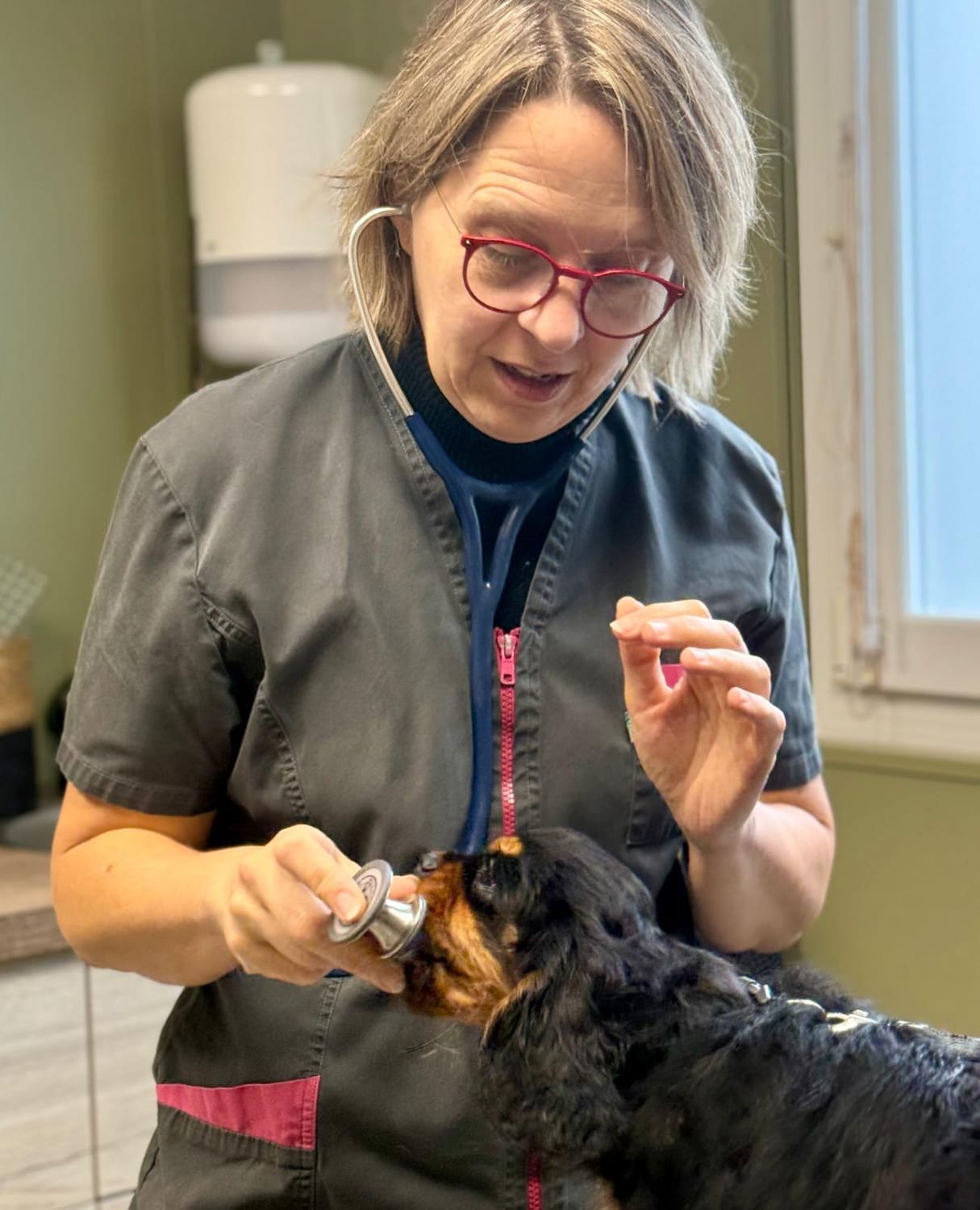 Bon vétérinaire chien Elven