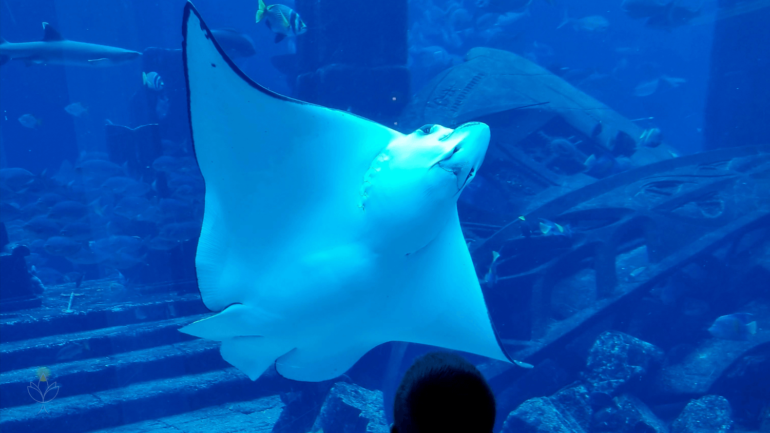 Stingray swimming inside The Lost Chambers Aquarium at Atlantis The Palm, Dubai.