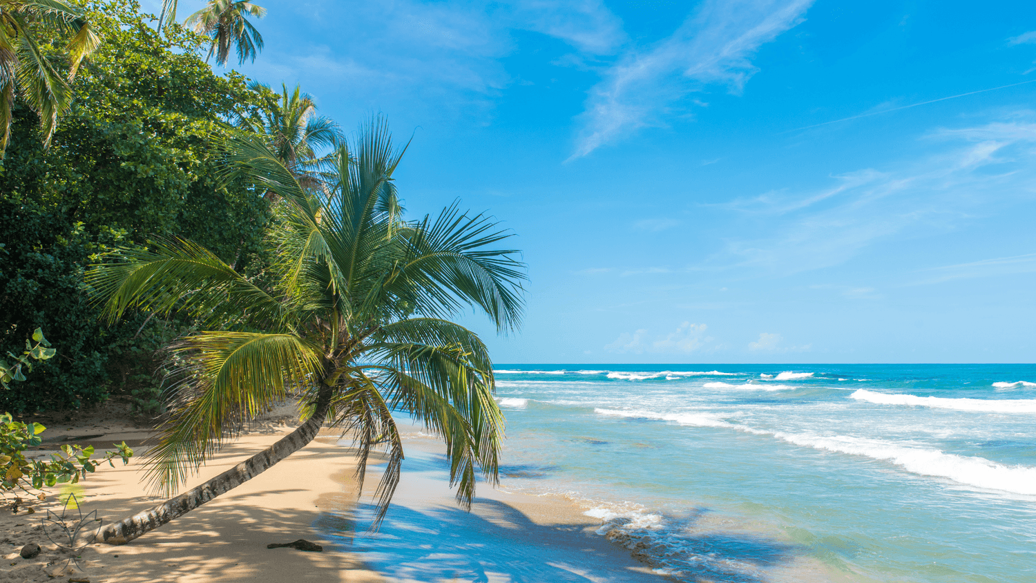 Tropical beach in Costa Rica with palm trees, golden sand, and turquoise waves under a clear blue sky.