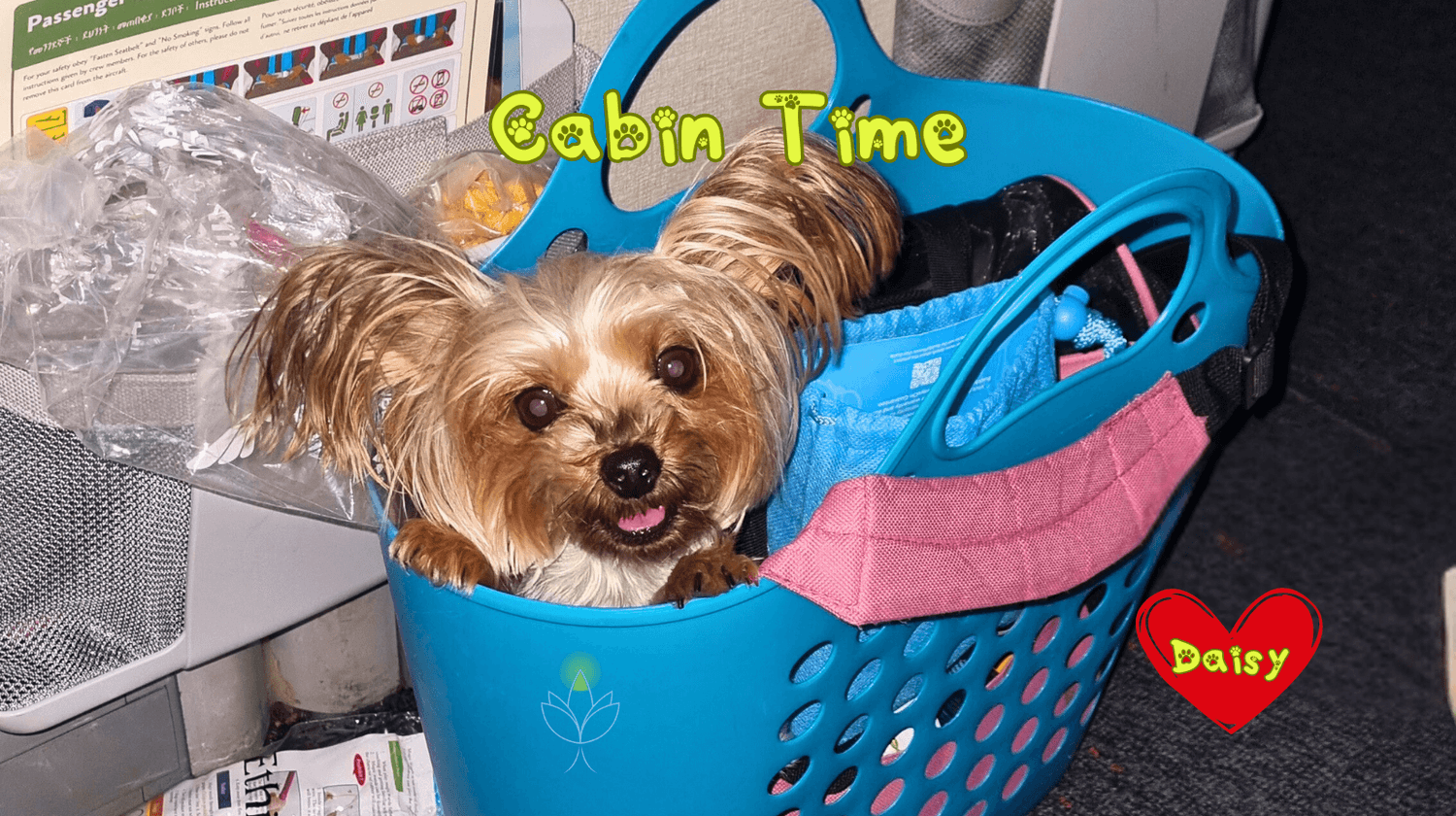 Yorkshire Terrier Daisy traveling in a basket on a plane cabin – flying with a small dog in cabin.