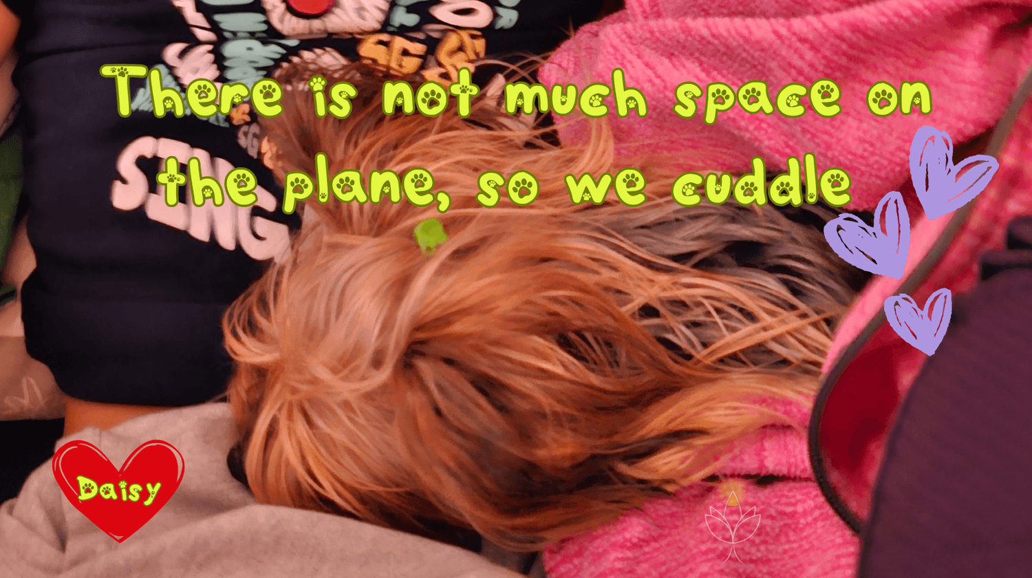 Yorkie Daisy cuddling on the plane – dog traveling in airplane cabin with owner.