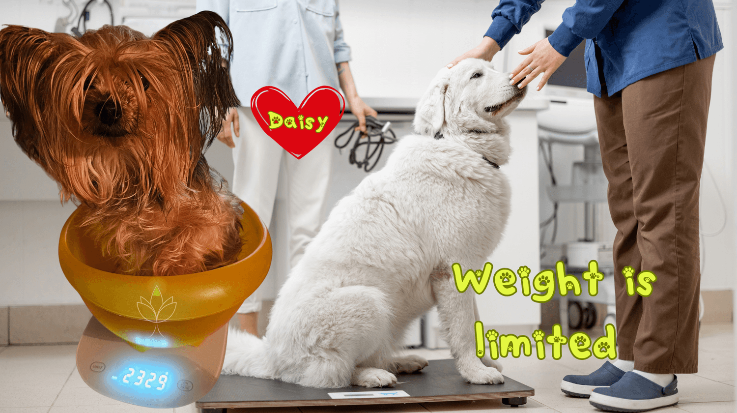Dog being weighed at vet before flight – airline pet weight limit for dogs in cabin.