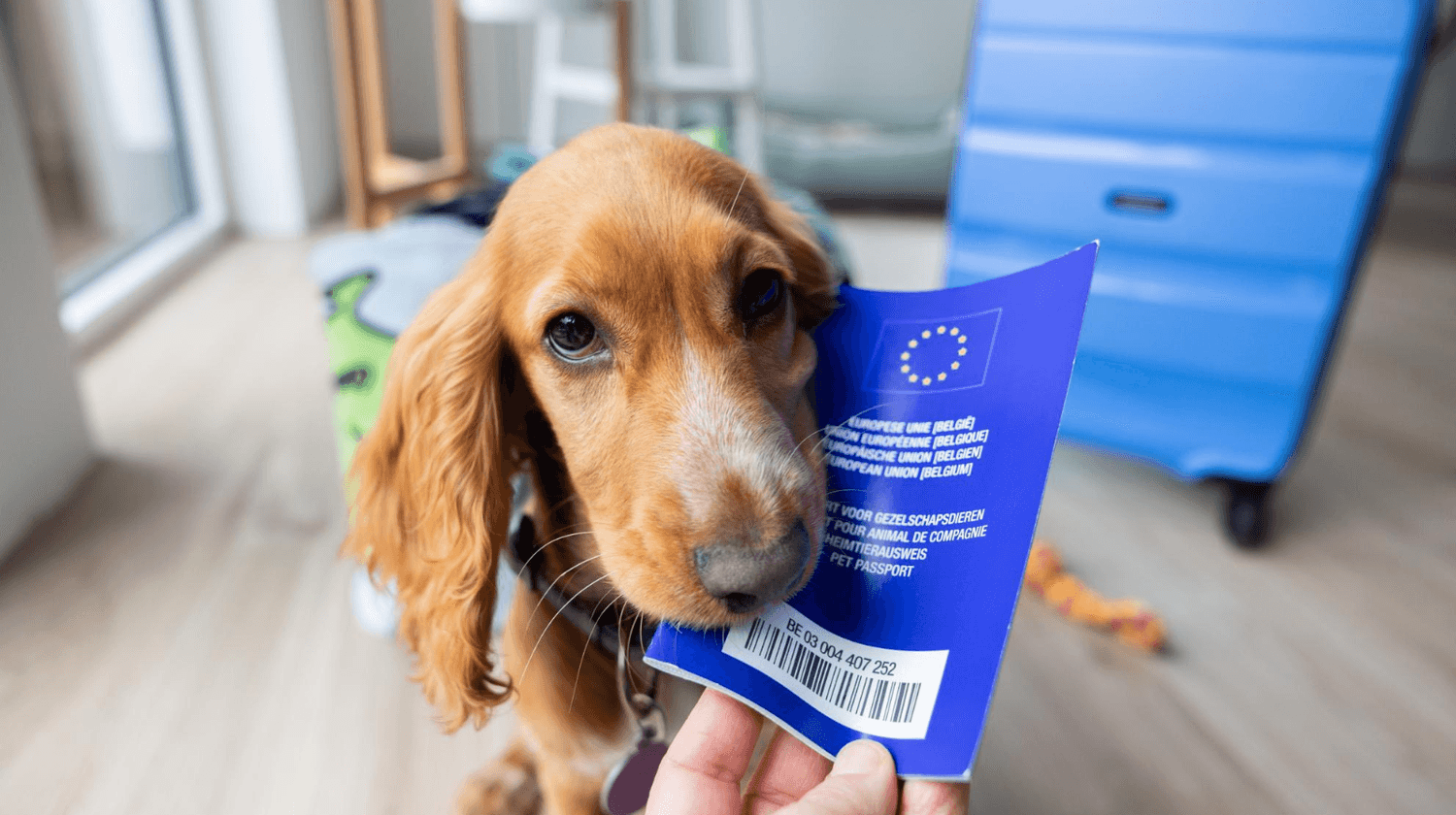 Dog holding an EU pet passport before traveling – required documents and health certificate for flying with pets.